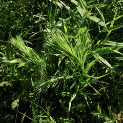 Liatris pycnostachya