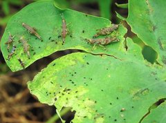 Gesonula punctifrons