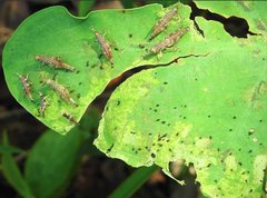 Gesonula punctifrons