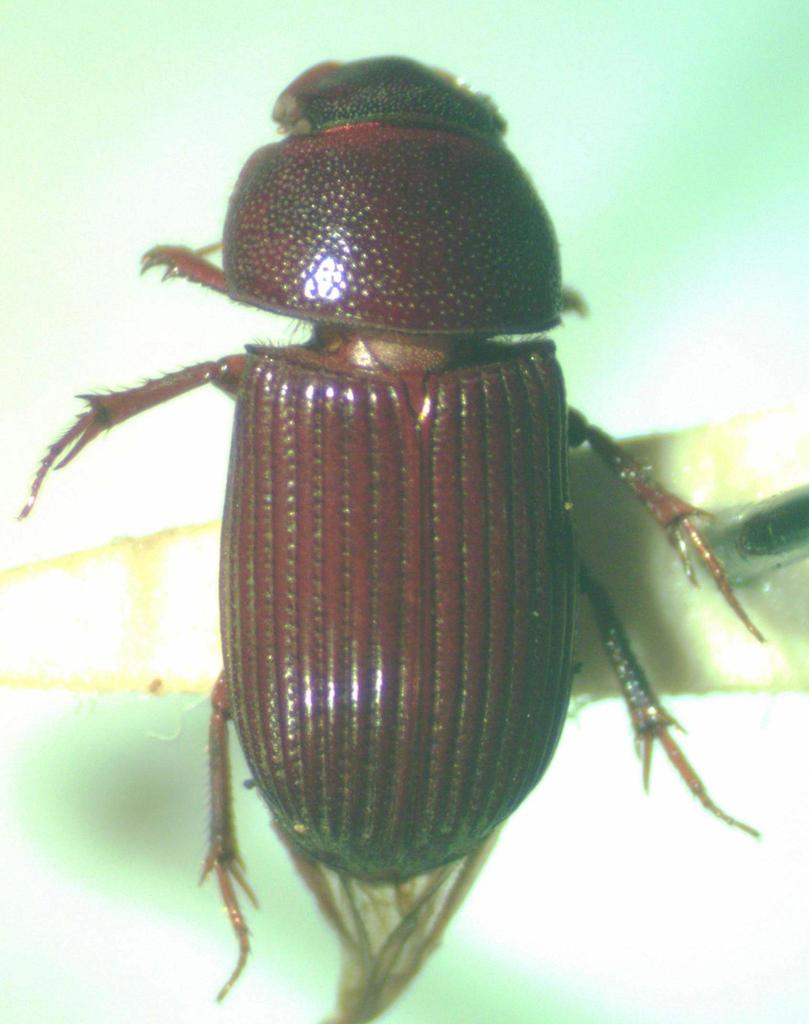 Ataenius strigicauda