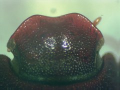 Ataenius strigicauda