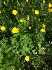 Ranunculus repens