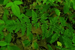 Woodsia obtusa