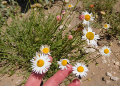 Aphanostephus riddellii