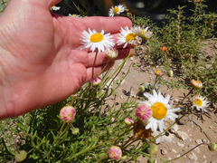 Aphanostephus riddellii