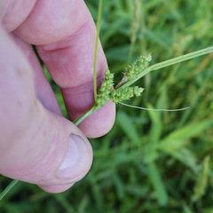 Carex caroliniana
