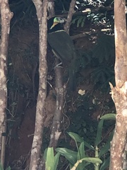 Selenidera maculirostris