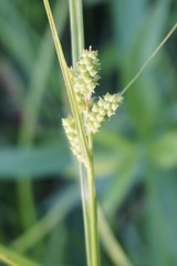 Carex caroliniana