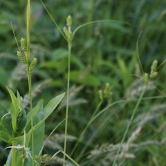 Carex caroliniana