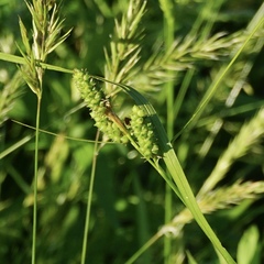 Carex caroliniana