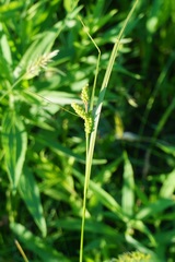 Carex caroliniana