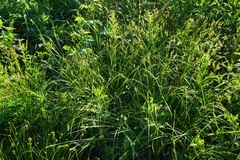 Carex caroliniana