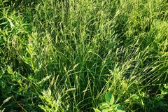 Carex caroliniana