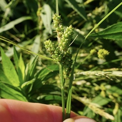 Carex caroliniana