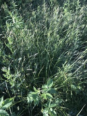 Carex caroliniana