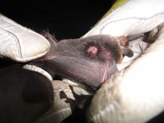Myotis bocagii