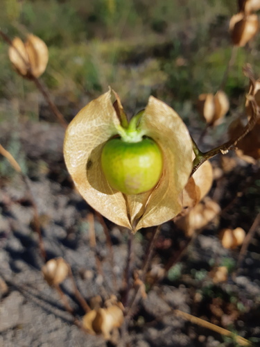 apple-of-Peru