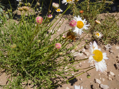 Aphanostephus riddellii