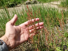 Rumex acetosella