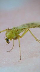 Diptera