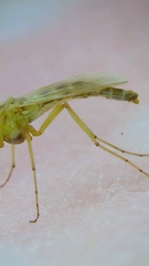 Diptera