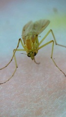 Diptera