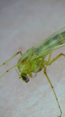 Diptera