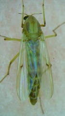 Diptera