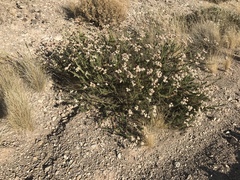 Eriogonum fasciculatum foliolosum