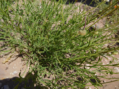 Aphanostephus riddellii