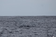 Megaptera novaeangliae