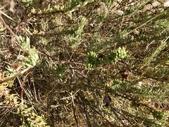 Eriogonum fasciculatum foliolosum