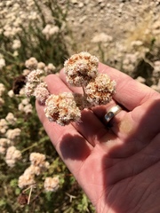 Eriogonum fasciculatum foliolosum