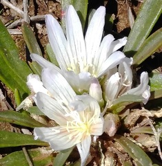 Lewisia brachycalyx