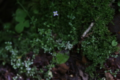 Houstonia serpyllifolia