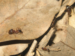 Pheidole nodus