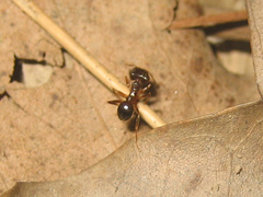 Pheidole nodus