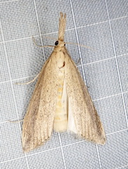 Donacaula melinellus