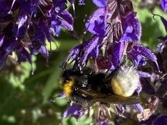 Bombus vestalis
