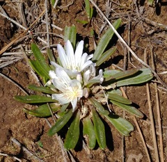 Lewisia brachycalyx