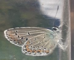 Plebejus argyrognomon