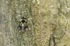 Criorhina
