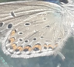 Plebejus argyrognomon