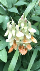 Lathyrus laevigatus