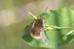 Bombylius posticus