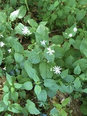 Stellaria nemorum