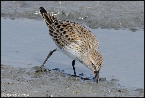 White-rumped Sandpiper