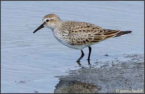 White-rumped Sandpiper