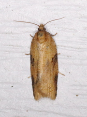 Clepsis spectrana