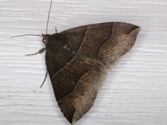 Parallelia bistriaris